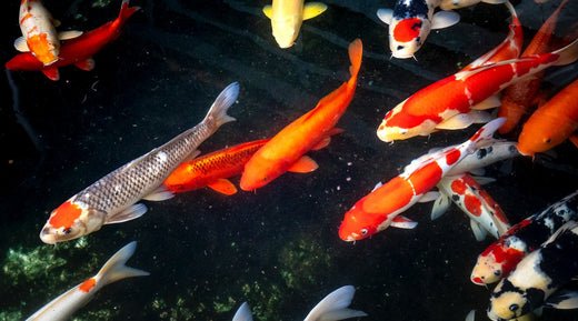 Creating a Beautiful Garden Landscape: Why You Should Consider Koi and Garden Ponds - Smith Creek Fish Farm