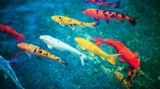 Feeding Tips for Fish in Ponds and Lakes - Smith Creek Fish Farm