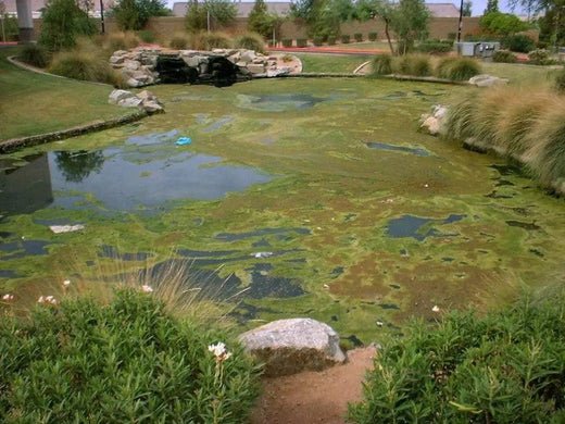 How Pond Aeration Can Improve Algae Control - Smith Creek Fish Farm