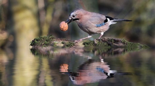 How to Maintain a Crystal Clear Pond Water: A Simple 6 Step Guide - Smith Creek Fish Farm