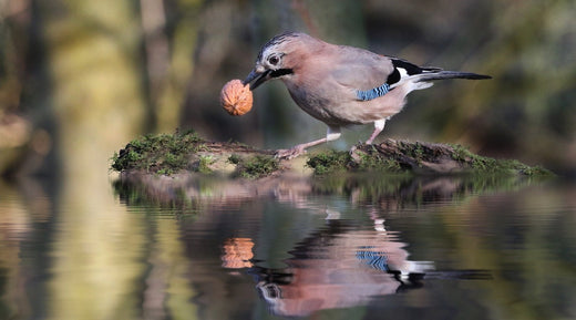 How to Maintain a Crystal Clear Pond Water: A Simple 6 Step Guide - Smith Creek Lake and Pond