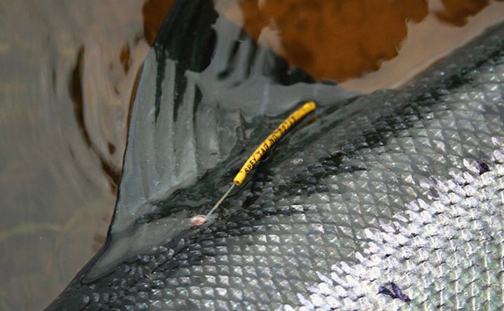 The Advantages of Fish Tagging for Pond Stocking