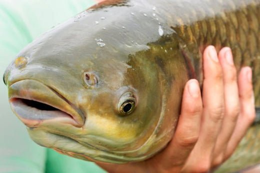 Transform Your Pond with Grass Carp Today! - Smith Creek Fish Farm