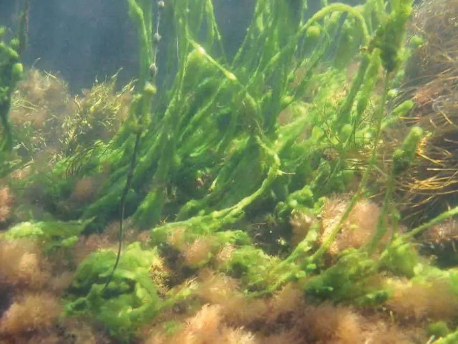 Cutrine Plus Liquid Algaecide 1 Gallon - Smith Creek Fish Farm