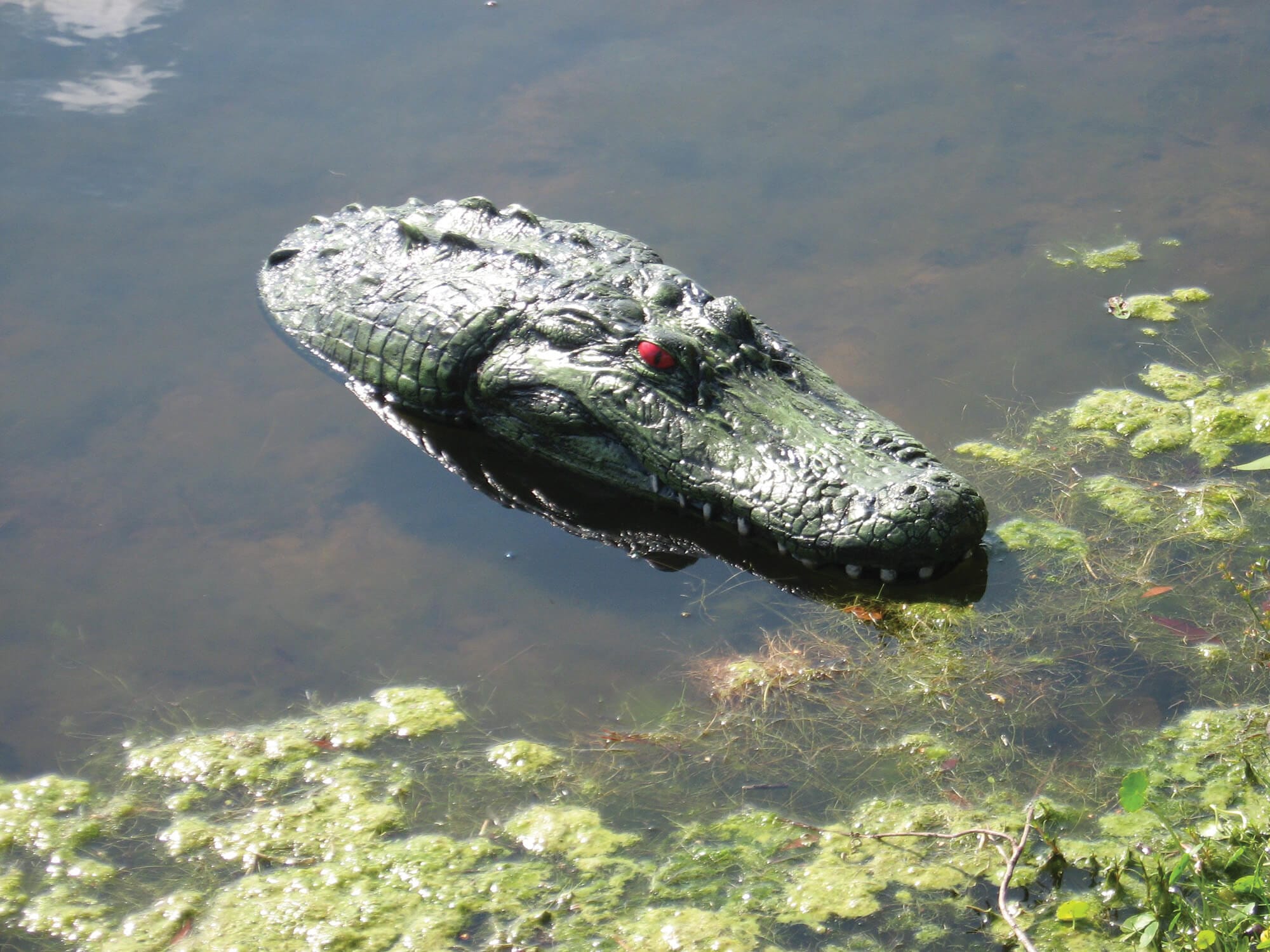 Floating Gator