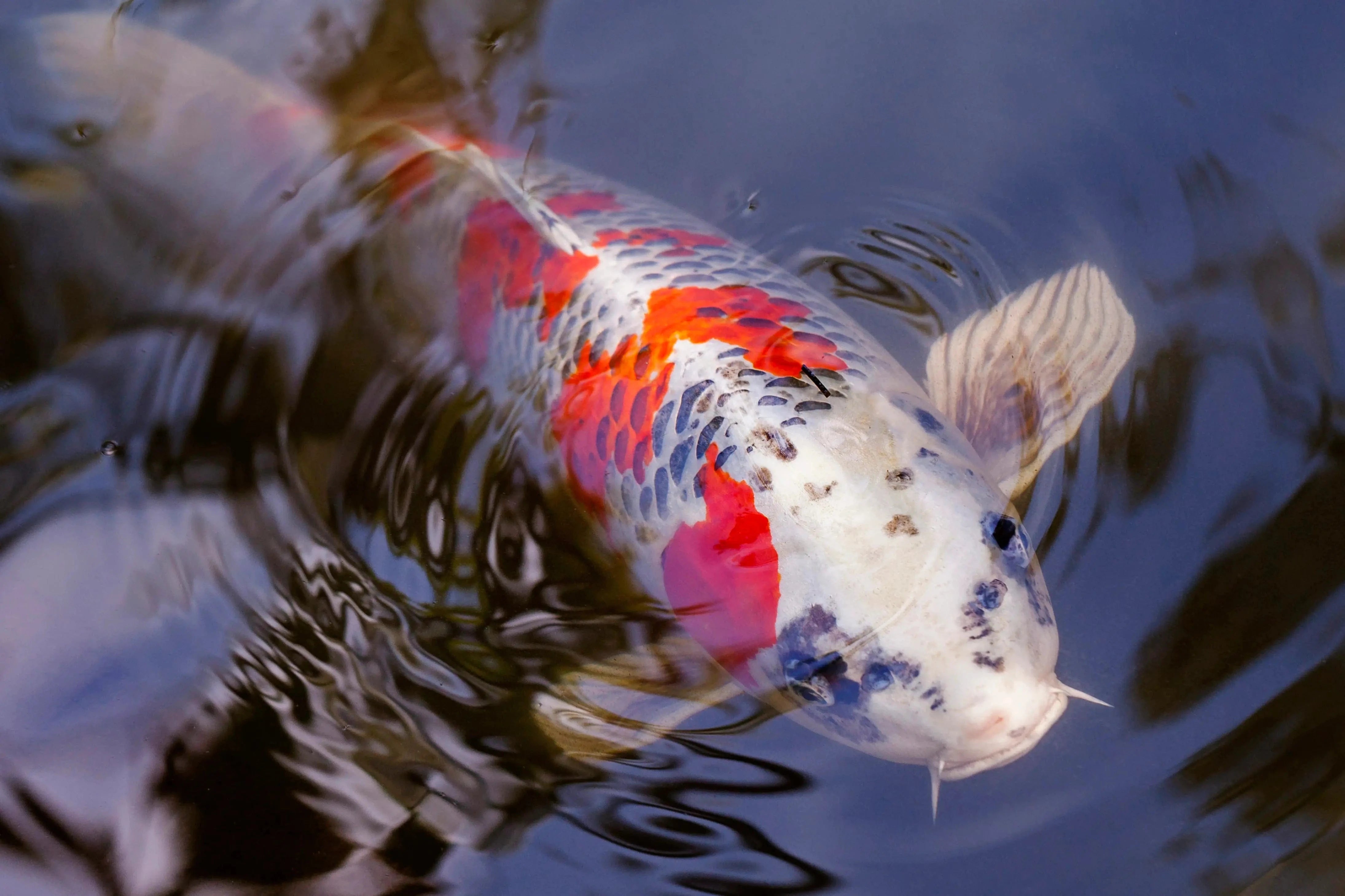 pond fish