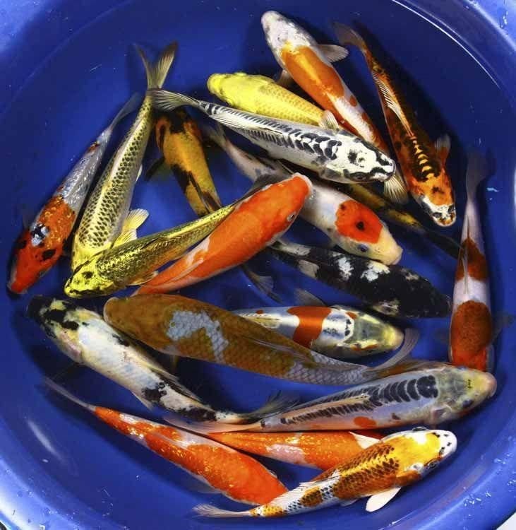 Koi Packages Shipped Free - Smith Creek Fish Farm