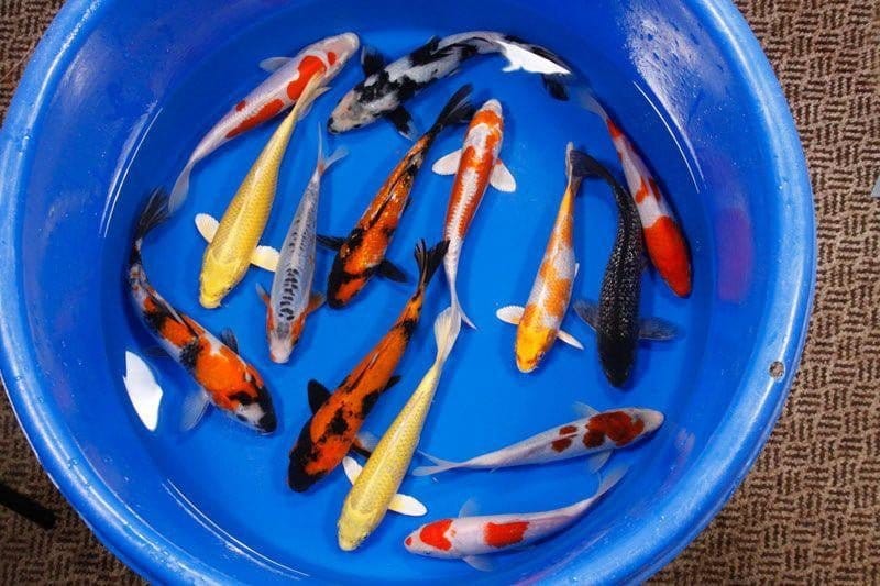 Koi Packages Shipped Free - Smith Creek Fish Farm