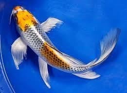 Butterfly koi