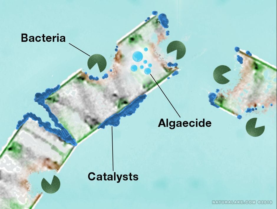Naturalake PondZilla Pro - Smith Creek Fish Farm