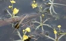 Navigate® Granular Aquatic Herbicide - Smith Creek Fish Farm