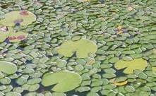 Navigate® Granular Aquatic Herbicide - Smith Creek Fish Farm