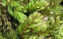 Navigate® Granular Aquatic Herbicide - Smith Creek Fish Farm