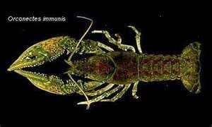 Paper Shell Crayfish 25 Count Box Shipped Free - Smith Creek Fish Farm