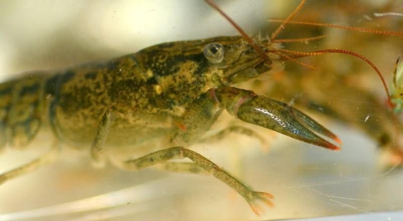 Marbled crayfish