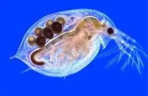 Daphnia With Eggs Photograph