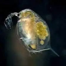 Crustacean larva