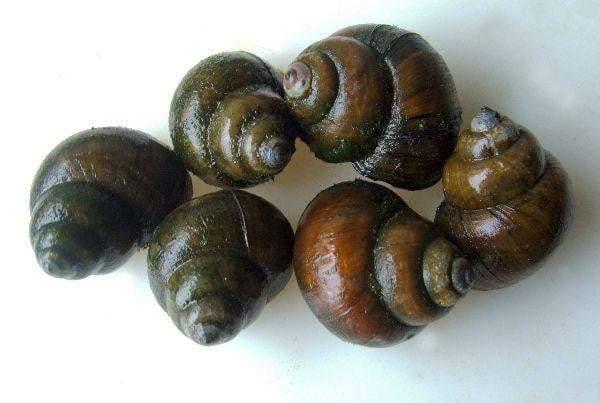 POND SNAILS Mixed UK Native