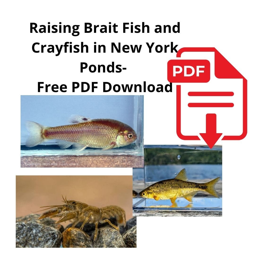 Smith Creek Lake & Pond Download Raising Baitfish & Crayfish Guide (Cornell Extension) – Free PDF Download Free Download: Raising Bait Fish & Crayfish in New York Ponds PDF