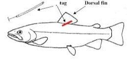 Smith Creek Lake & Pond Professional 25 Numbered Tag Kit Gamefish Tag Kit Gamefish Tagging Gun Kit | Fisheries Management | Fishing Derby | Floy