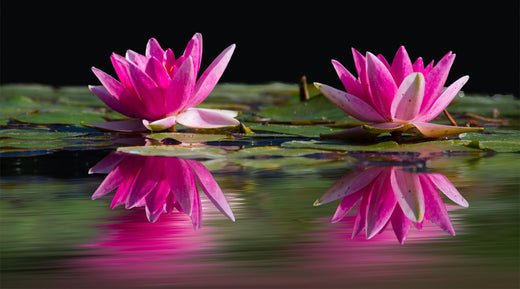 Algae Control: Why Trapdoor Snails are Considered the Most Effective Solution? - Smith Creek Fish Farm