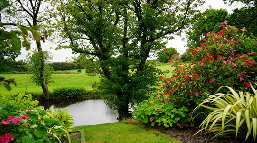 Balancing the Pond and Lake Ecosystem: Seasonal Maintenance Services - Smith Creek Lake and Pond