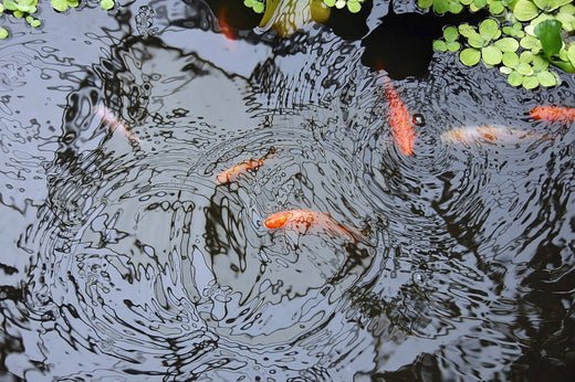How to Stock a Pond - Smith Creek Fish Farm