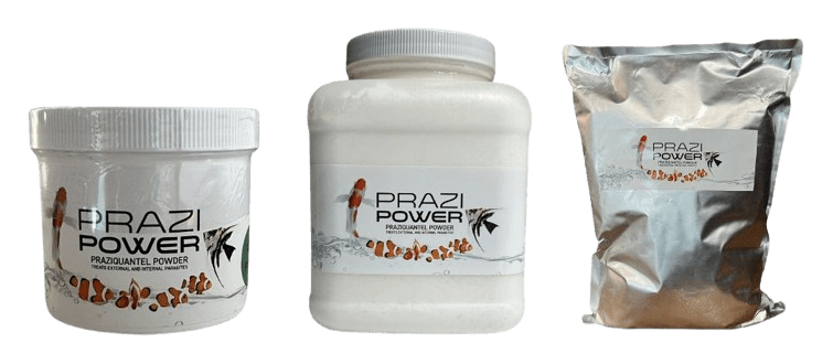 Prazi Power: How to Treat Koi Flukes & Parasites | Smith Creek Fish Farm