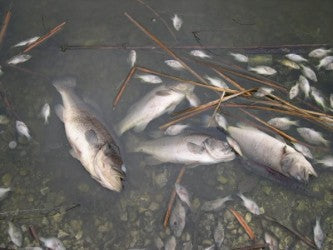 Winter Fish Kills: Causes, Prevention, and Recovery for Your Pond