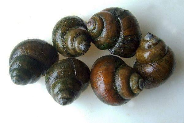 Benefits of Japanese Trapdoor Snails