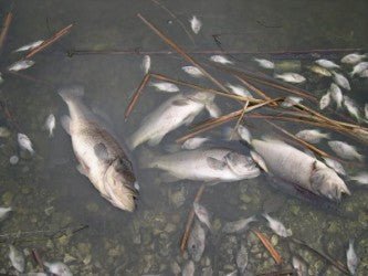 Winter Fish Kills: Causes, Prevention, and Recovery for Your Pond - Smith Creek Fish Farm