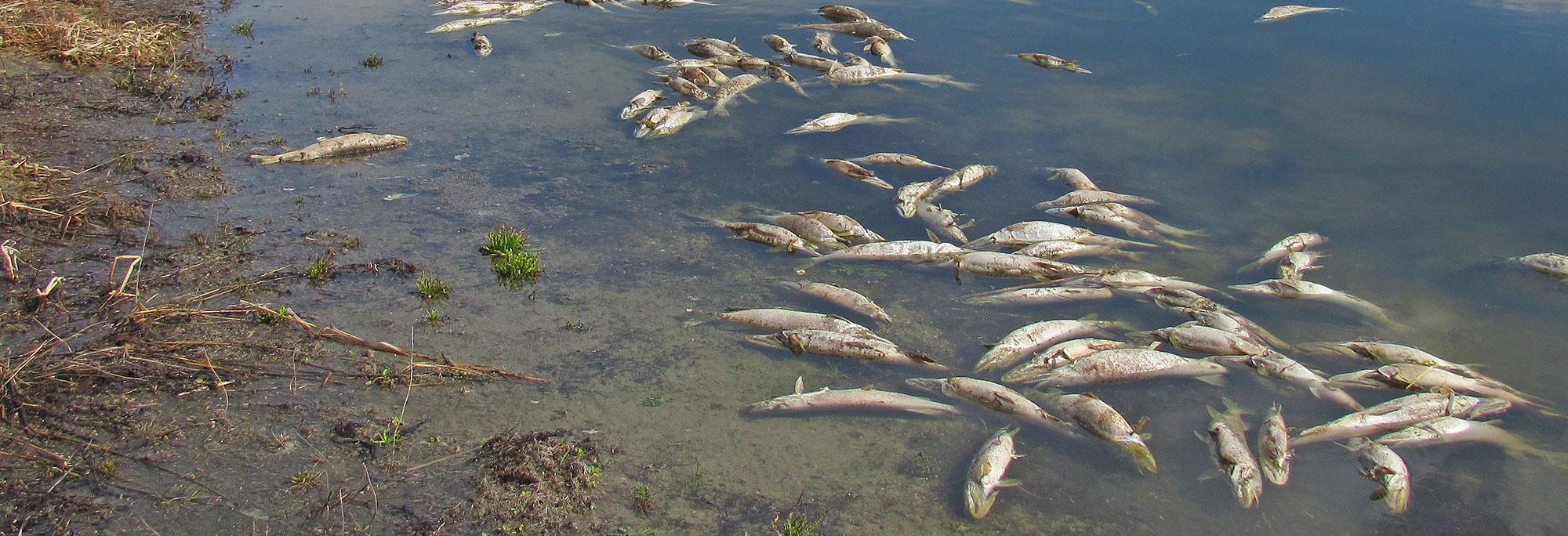 Winter Fish Kills: Causes, Prevention, and Recovery for Your Pond | Smith Creek Fish Farm