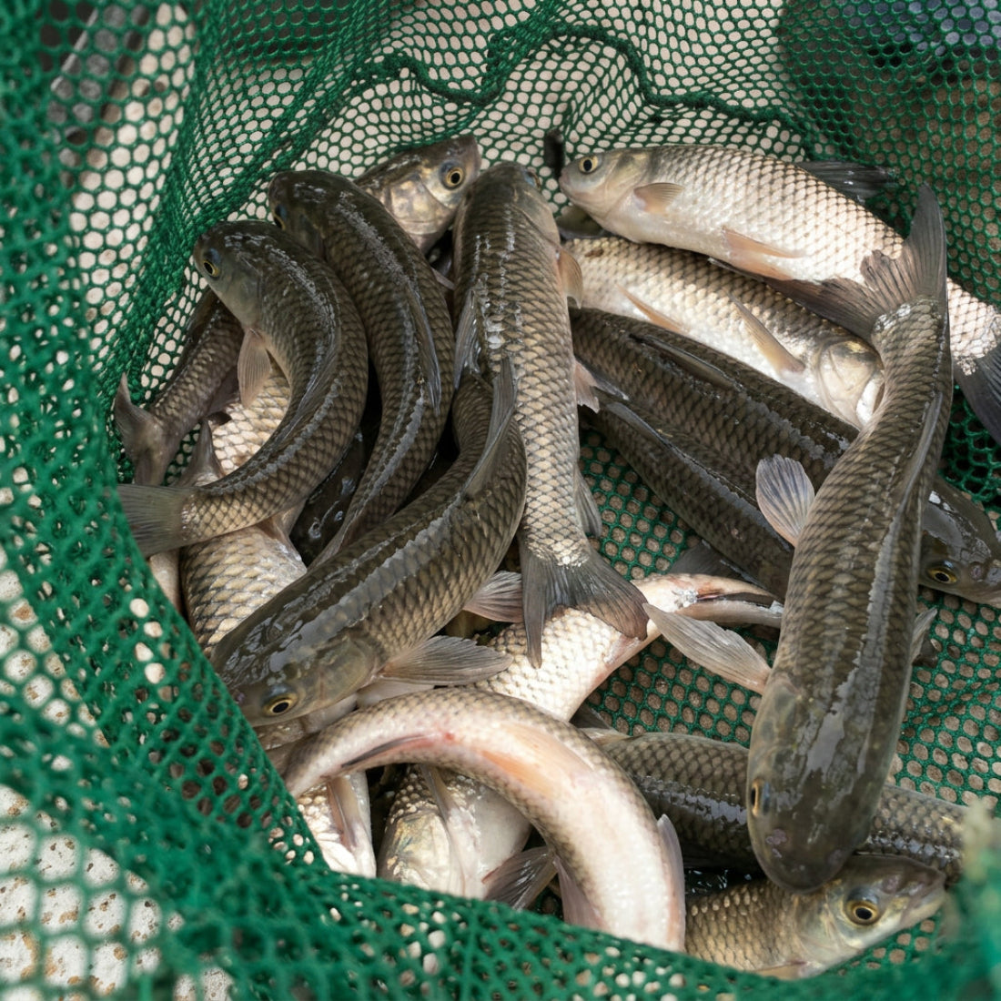 fish hatchery 
