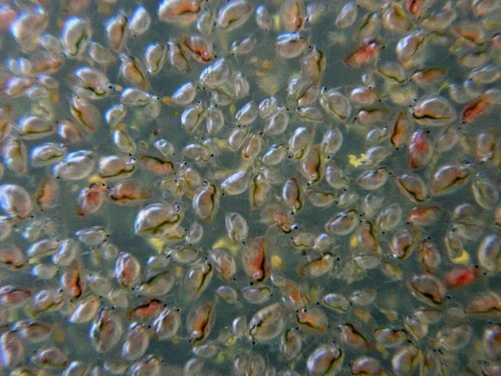 Daphnia - Water Fleas - Smith Creek Fish Farm