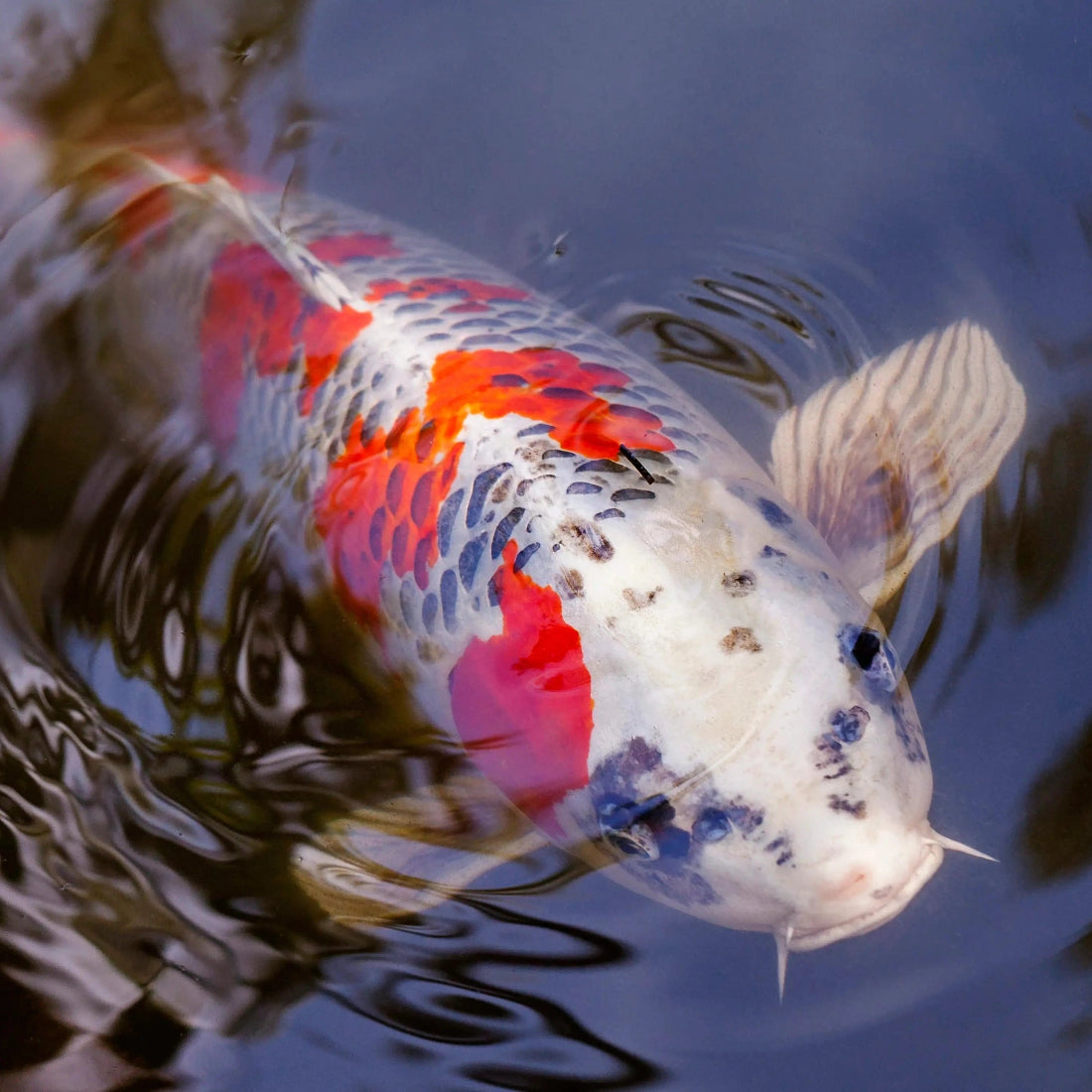 pond fish