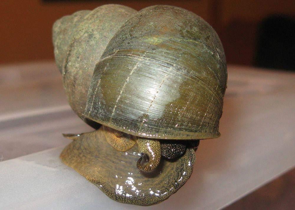 Japanese Trapdoor Pond Snails - Smith Creek Fish Farm