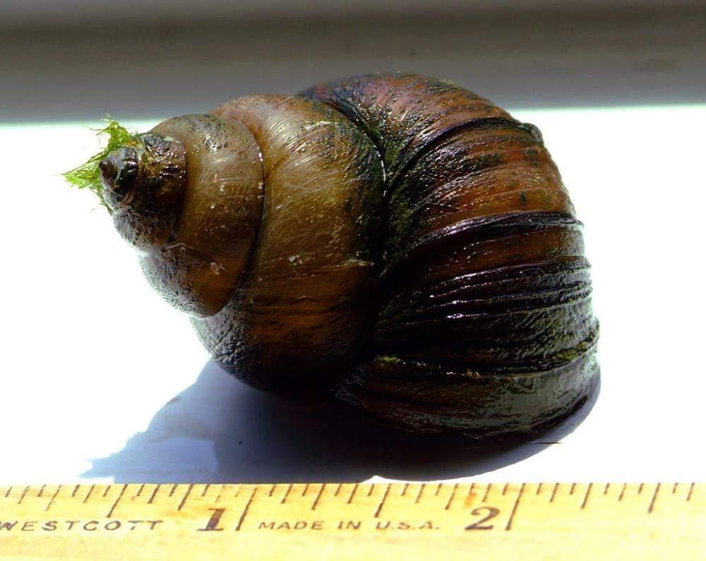 Japanese Trapdoor Pond Snails - Smith Creek Fish Farm