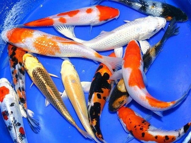 Lot of (5) 4-5 Assorted Koi | Koi Fish For Sale Lot of (5) 4-5 Assorted Koi | Koi Fish For Sale