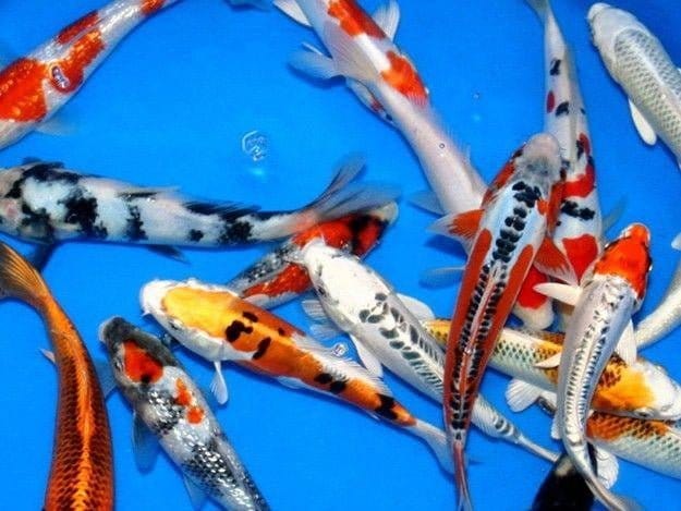 Koi Packages Shipped Free - Smith Creek Fish Farm