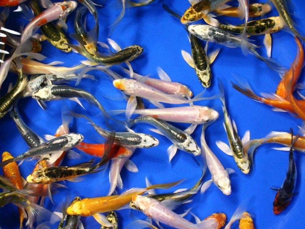 Koi Packages Shipped Free - Smith Creek Fish Farm