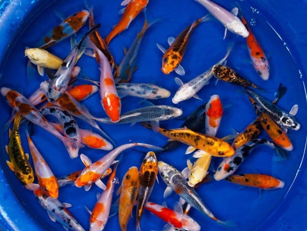 Koi Packages Shipped Free - Smith Creek Fish Farm