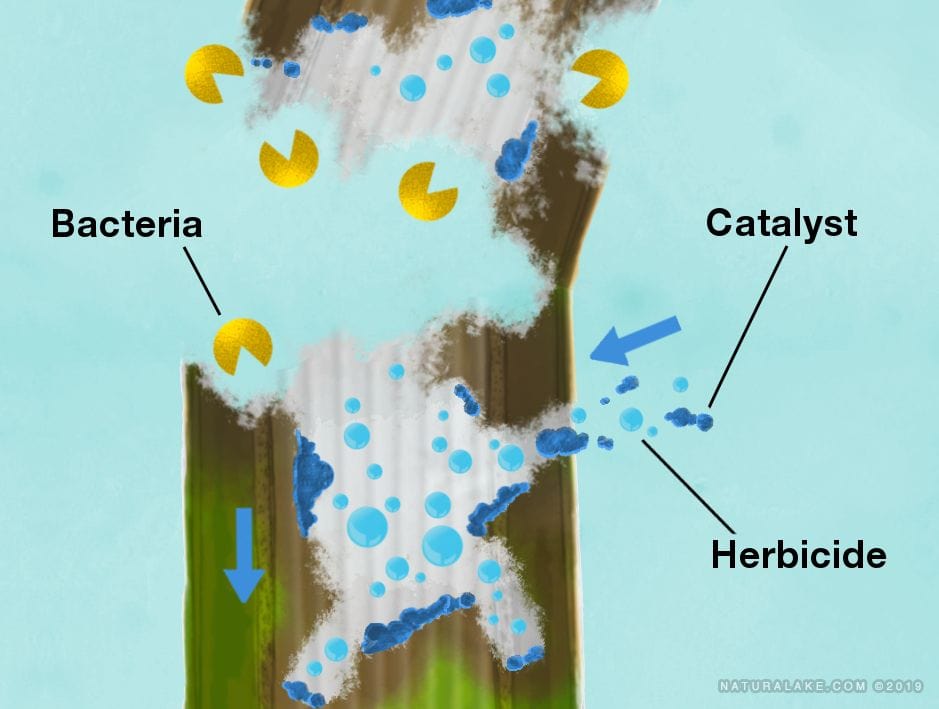 Naturalake CattZilla - Smith Creek Fish Farm