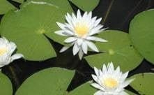 Navigate® Granular Aquatic Herbicide - Smith Creek Fish Farm