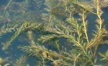 Navigate® Granular Aquatic Herbicide - Smith Creek Fish Farm