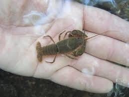 Paper Shell Crayfish 25 Count Box Shipped Free - Smith Creek Fish Farm