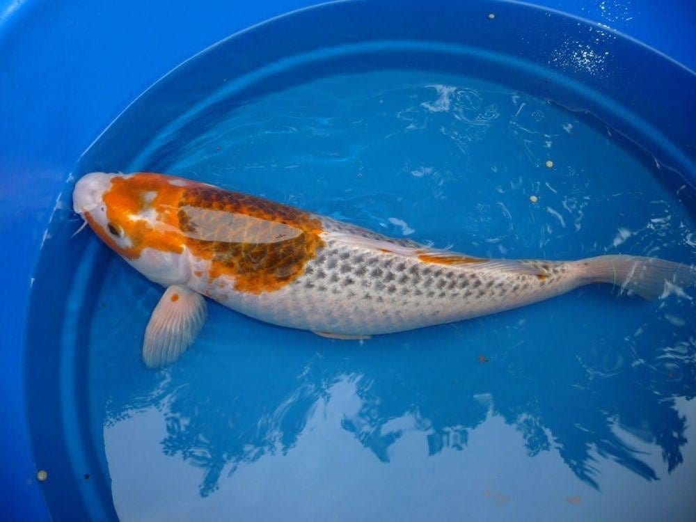 Prazi Power - Professional Fluke & Worm Treatment for Koi and Pond Fish - Smith Creek Fish Farm