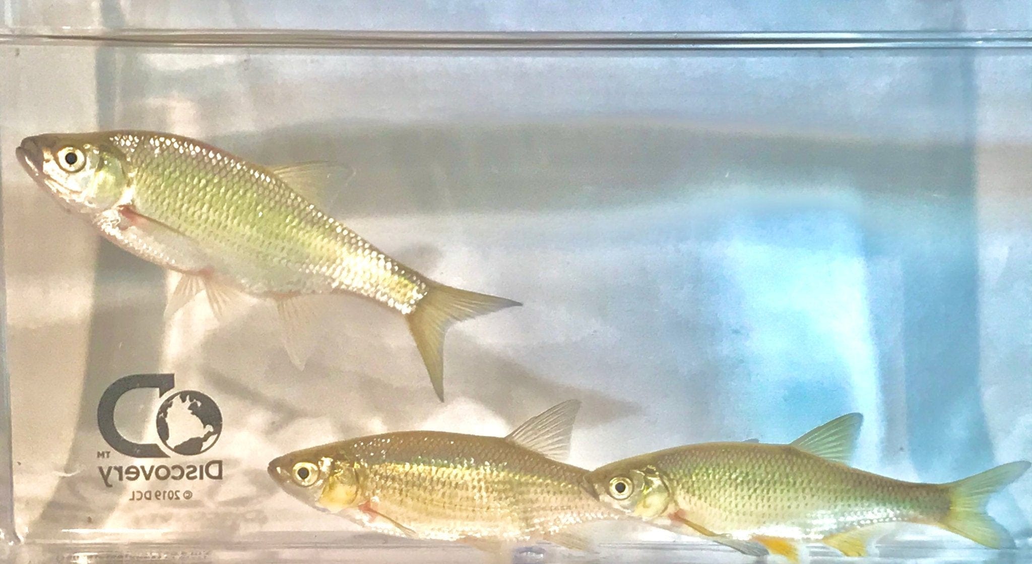 Smith Creek Fish Farm Livestock-Fish Shipped 200 Golden Shiner Minnows 200 Count Box Live Golden Shiner Minnows for Sale | Smith Creek Fish Farm