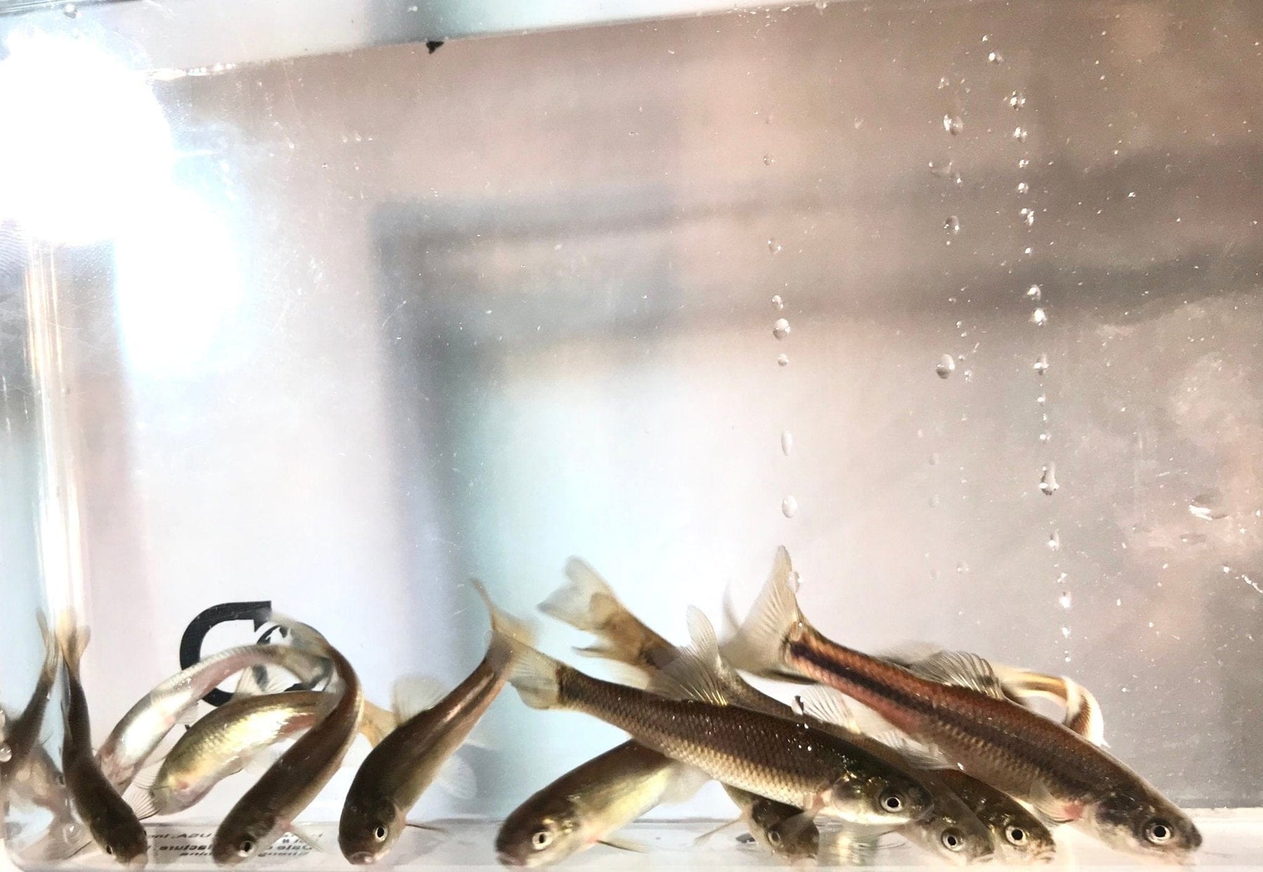 Live Fathead Minnows for Sale Online Smith Creek Fish Farm