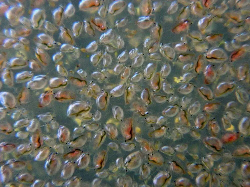 Smith Creek Fish Farm Livestock-Invert Daphnia-Water Fleas Daphnia - Assorted Species for Healthy Pond Ecosystems