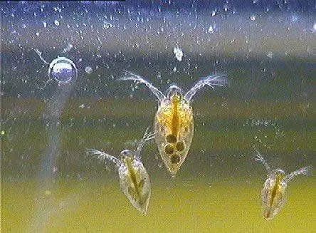 Daphnia in Aquarium